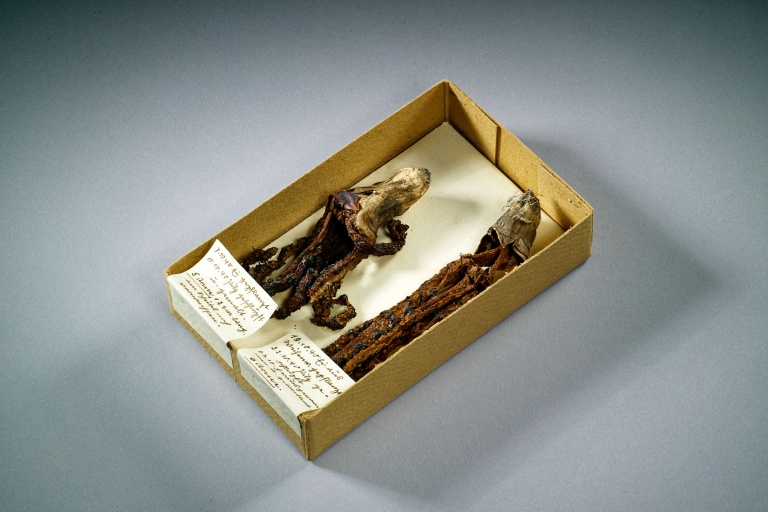 Getrockneter Tintenfischpilz in einer braunen Pappschachtel mit handgeschriebener Beschriftung.