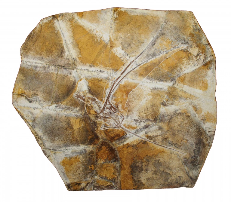 Fossil des Flugsauriers Rhamphorhynchus muensteri