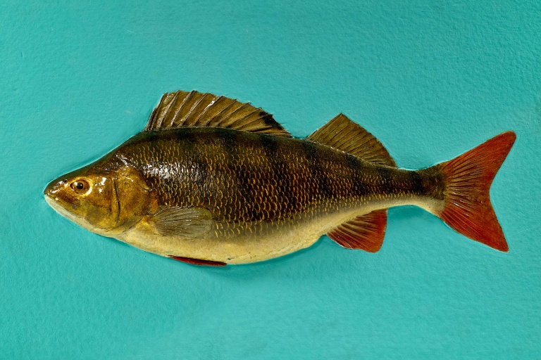 Fischmodell eines Flussbarsches auf türkisfarbenem Untergrund