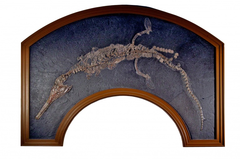 Fossil eines Schnabelkrokodils