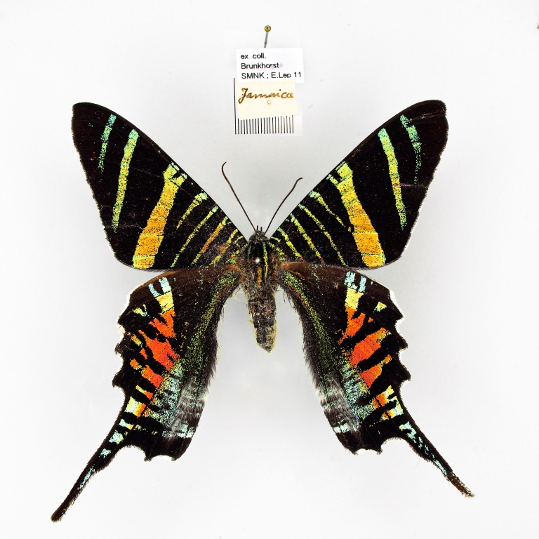 Flügelunterseite von Urania sloanus, einem dunklen Tagfalter mit bunt-schillerndem Muster.