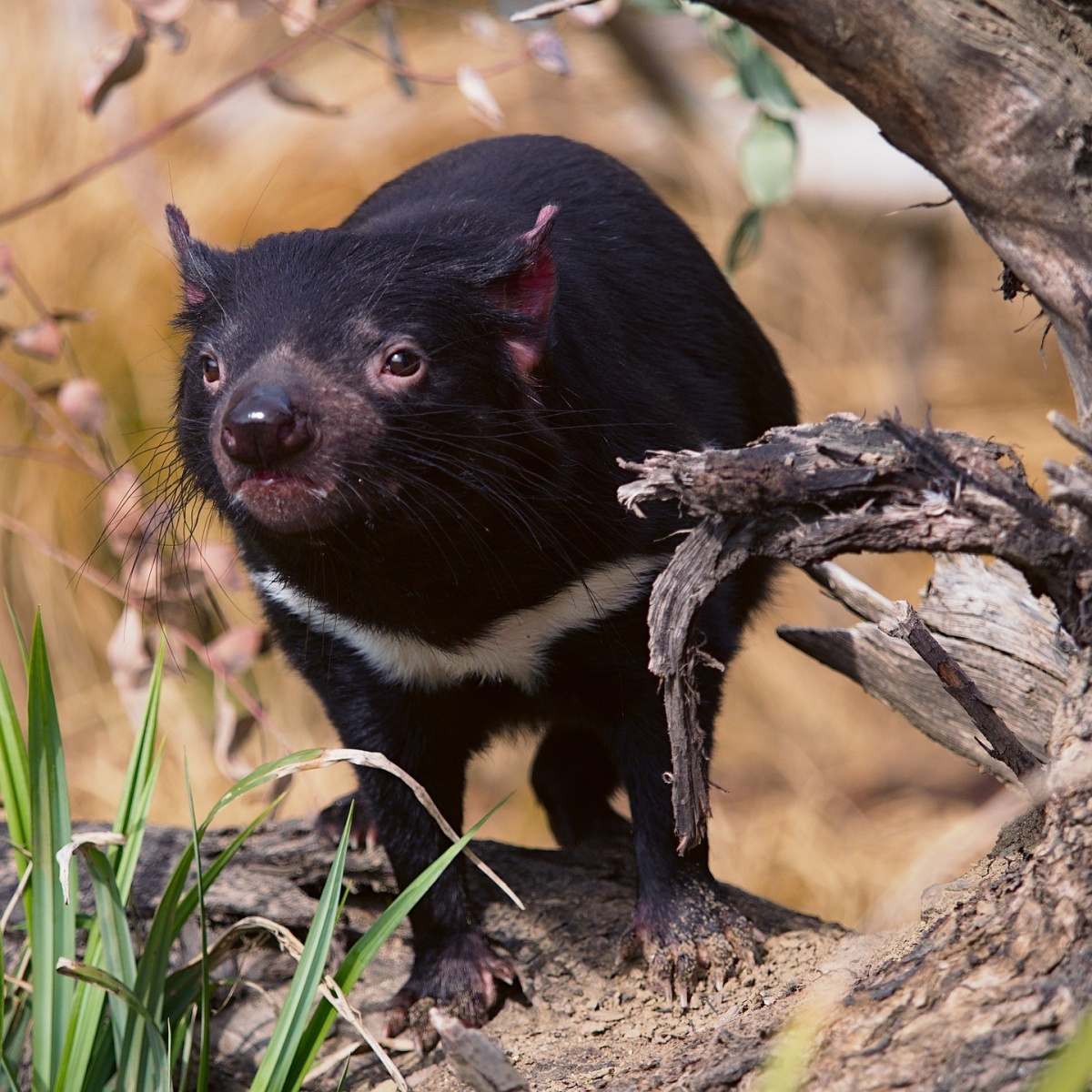 Eine gebeutelte Art Naturkundemuseum Karlsruhe
