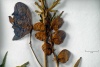 Detailfoto des Herbarbelegs eines Blauen Eisenhuts: Mehrere getrocknete und gepresste Blüten des Blauen Eisenhuts sind zu sehen.