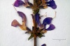 Blüten des Wiesensalbeis: Herbarbeleg aus dem Jahr 1940