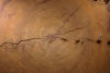Jahresringe der Scheibe eines Küsten-Mammutbaums mit Markierungen wichtiger Jahreszahlen