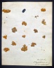 Herbarbeleg von Goldaugen-Flechten. Unten rechts ist die handgeschriebene Beschriftung des Sammlers Gmelin.
