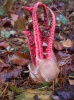 Tintenfischpilz auf einem Waldboden