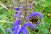 Wiesensalbei mit Hummel