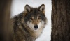 Wolf im Schnee im Wald