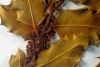 Detailfoto des Herbarbelegs einer Europäischen Stechpalme: Mehrere getrocknete und gepresste Blätter sowie Blüten der Stechpalme sind zu sehen.