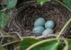 Nest einer Amsel mit vier Eiern, umgeben von Efeublättern