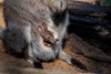Rotnackenwallaby-Baby im Beutel seiner Mutter