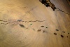 Jahresringe der Scheibe eines Küsten-Mammutbaums mit Markierungen wichtiger Jahreszahlen