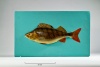 Fischmodell eines Flussbarsches auf türkisfarbenem Untergrund
