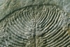 Detailansicht des Fossils von Yorgia waggoneri