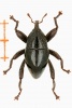 Rüsselkäfer Trigonopterus vandekampi