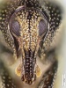 Kopf des Rüsselkäfers Trigonopterus vandekampi