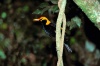 Gelbnacken-Laubenvogel im Wald
