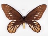 Weibliches Exemplar eines Königin-Alexandra-Vogelflüglers: Ein brauner Tagfalter mit helleren Bereichen auf den Flügeln.