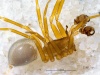 Präparat des Periskop-Zierköpfchens, einer Zwergspinnenart