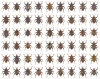 54 verschiedene Rüsselkäferarten der Gattung Trigonopterus