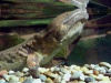 Lebender Riesensalamander unter Wasser