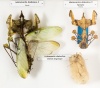Drei Präparate der Gottesanbeterinnenart "Teufelsblume": links ein Weibchen, recht oben ein Männchen und rechts unten ein Eigelege
